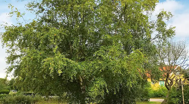 Sommerhus i Halmstad V