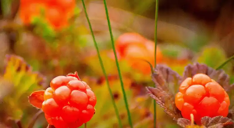 Vakantiehuis in Rättvik V