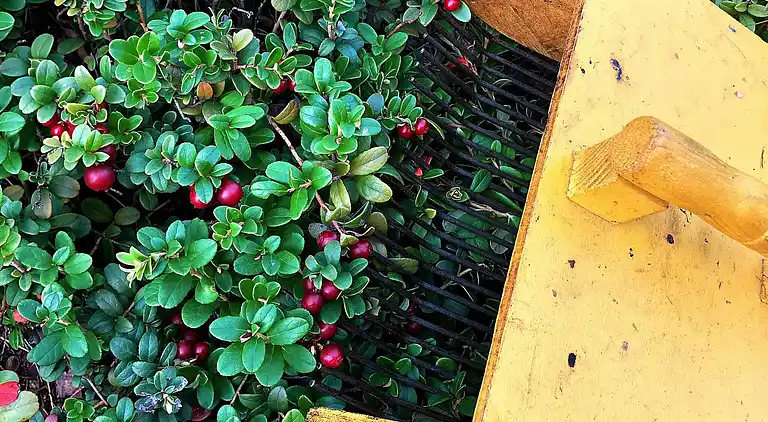 Vakantiehuis in Rättvik V