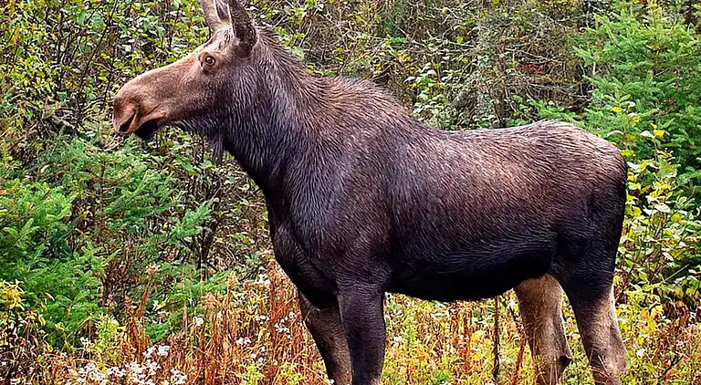 Vakantiehuis in Rättvik V