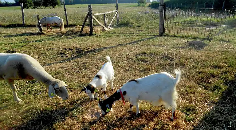 Casa rurale in Pucciarelli