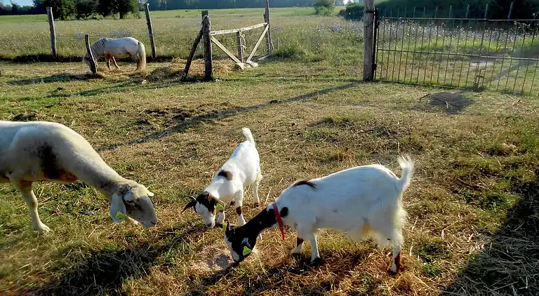 Bondgård i Pucciarelli