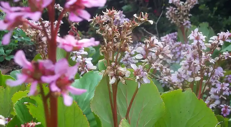 Ferielejlighed i Idro