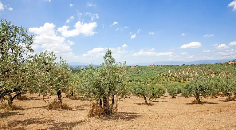 Ferienhaus in Poggio alla Baghera