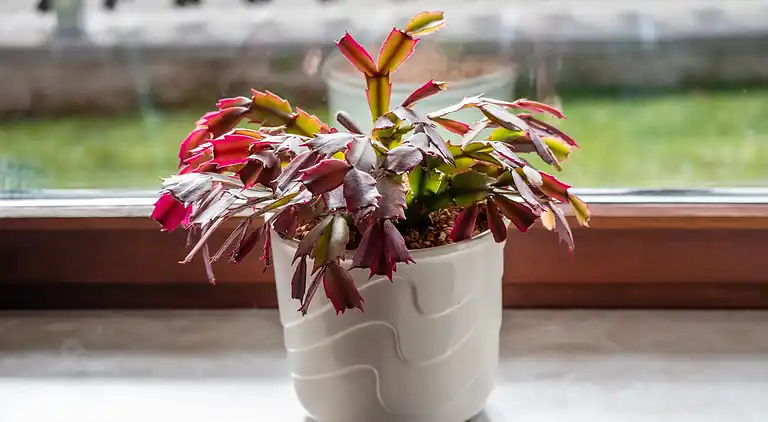 Ferielejlighed i Hahnenklee