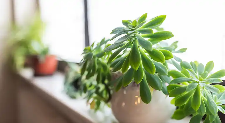 Ferielejlighed i Fischbach