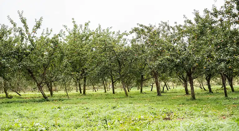 Holiday home in Meslan