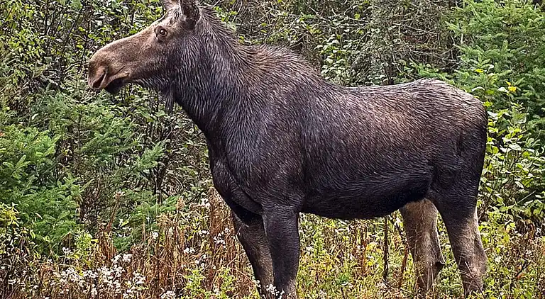 Sommerhus i Malung NV