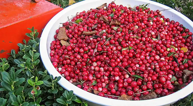 Sommerhus i Malung NV