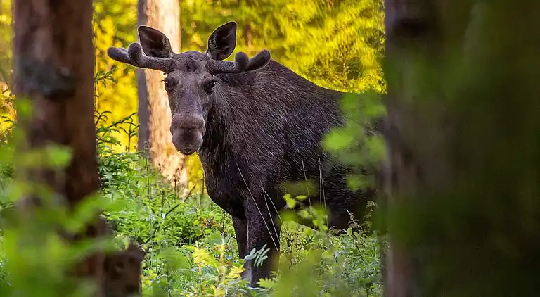 Holiday home in Malung NV