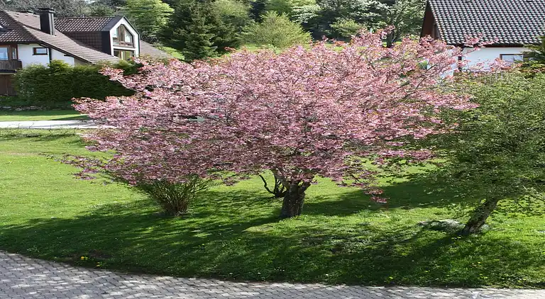 Gårdhus i Wehrhalden