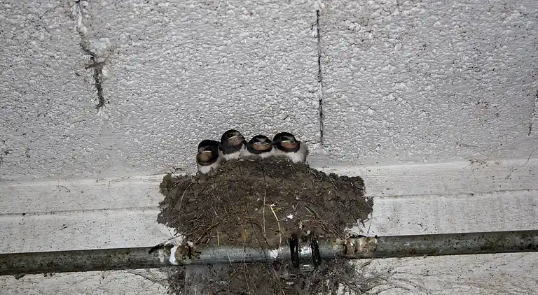 Gårdhus i Wehrhalden