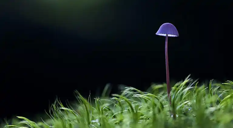 Semesterbostad i Mölndal