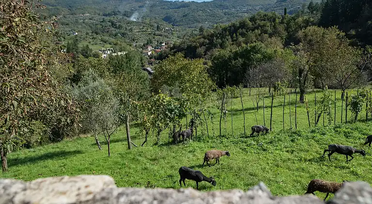 Apartment in Argigliano