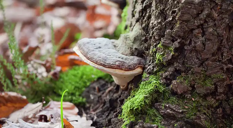 Sommerhus i Schönbrunn