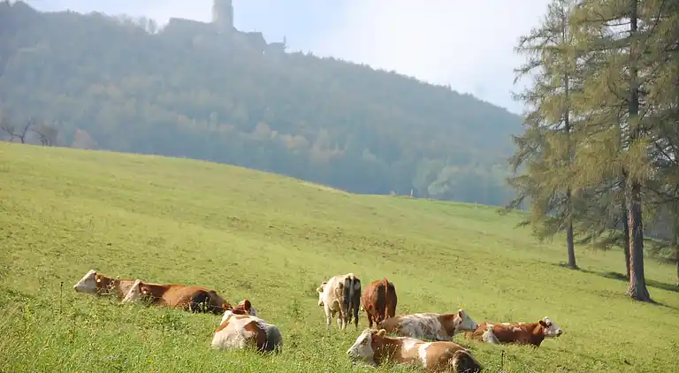 Bungalow in Kaumberg