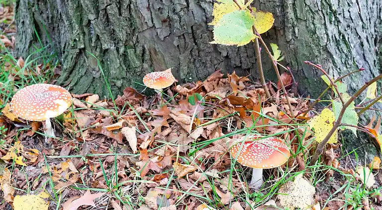 Holiday home in Dwingeloo