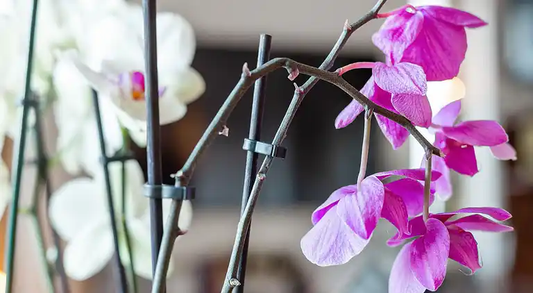 Apartment in Tappino