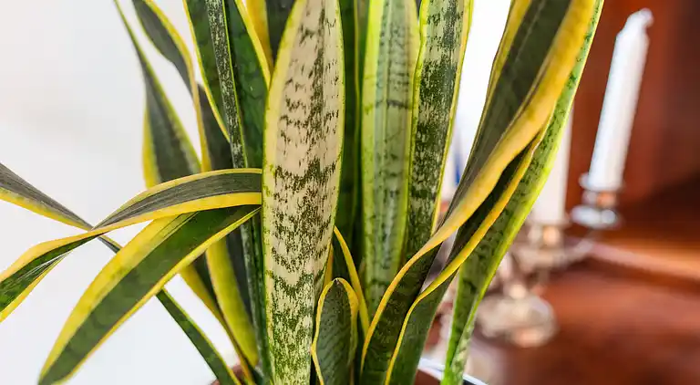 Apartment in Tappino