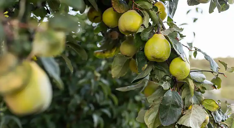 Apartment in Tappino