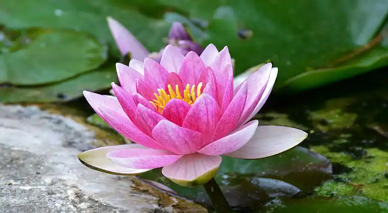 Bungalow på Den italienske riviera