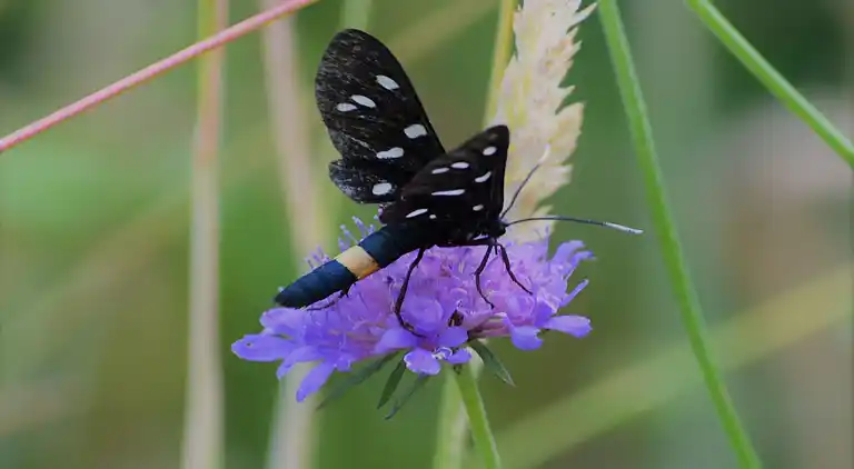 Bungalow på Den italienske riviera