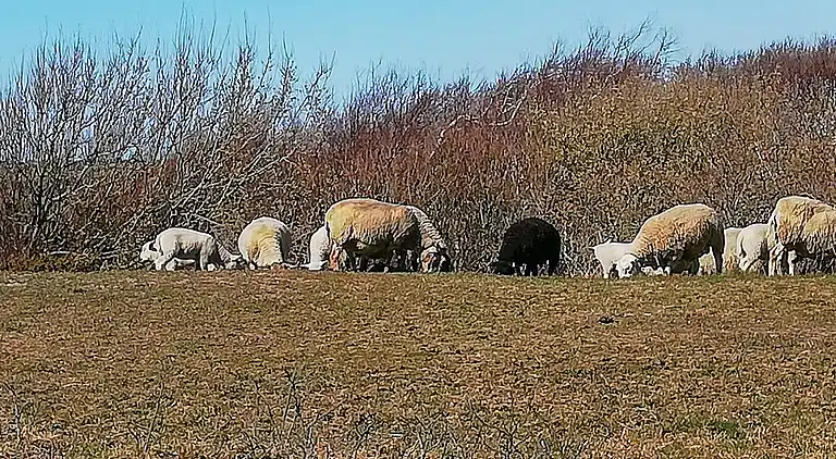 Holiday home in Falkenberg V