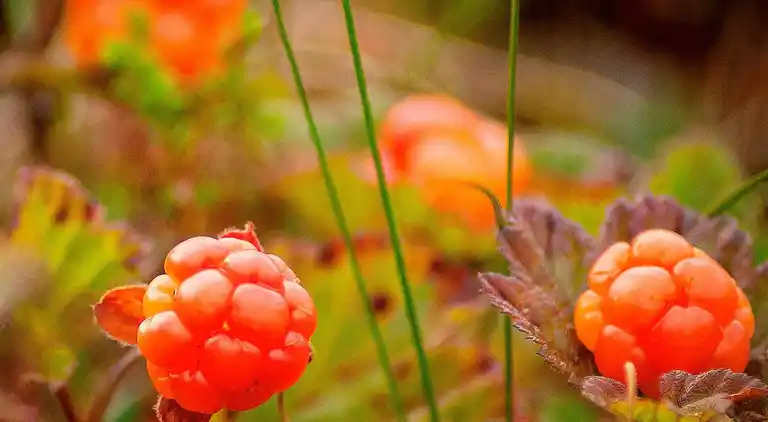 Holiday home in Malung NV