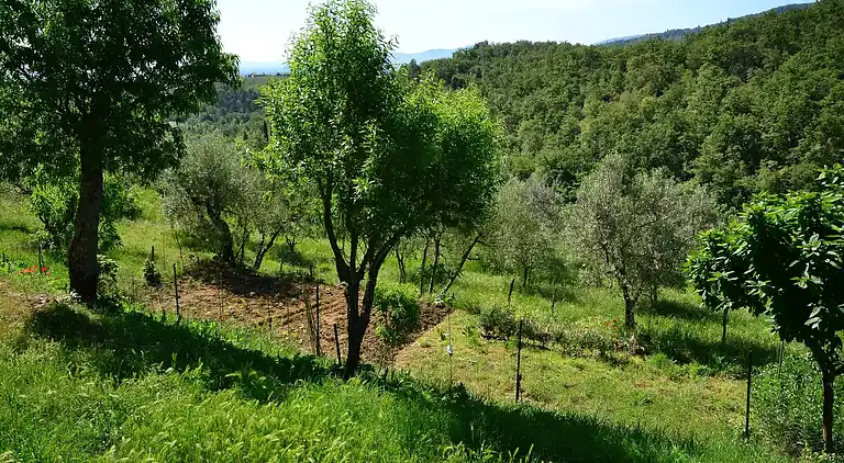 Sommerhus i Figline e Incisa Valdarno