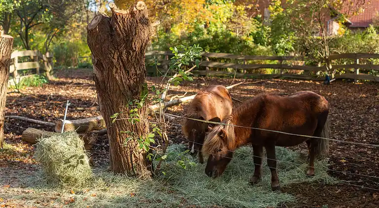 Farm house in Langlingen