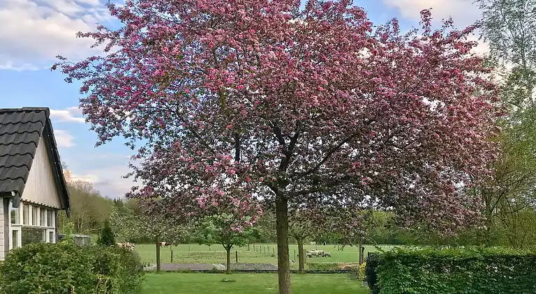 Holiday home in Noordwolde