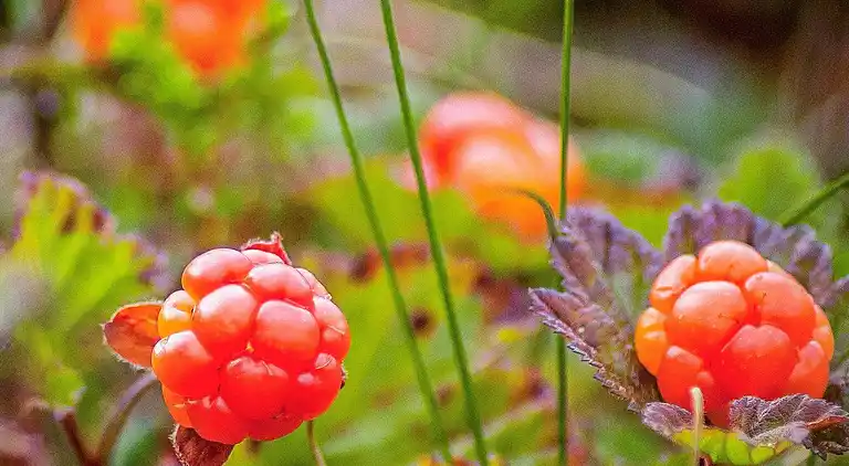 Ferienhaus in Älvdalen N