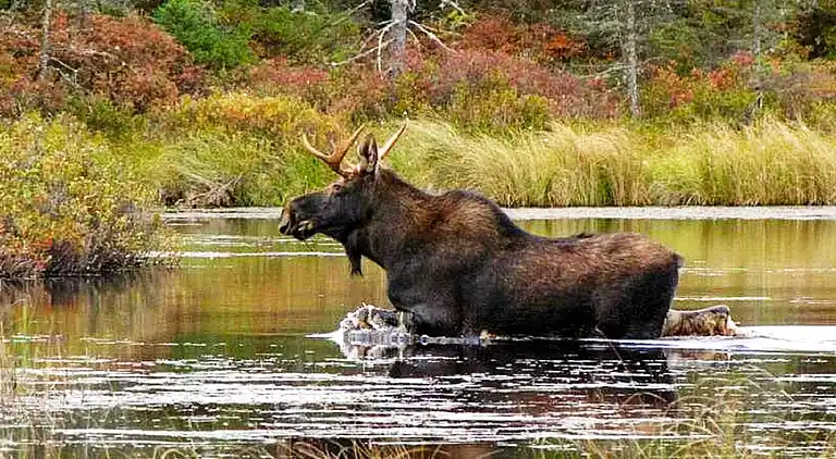 Ferienhaus in Älvdalen N