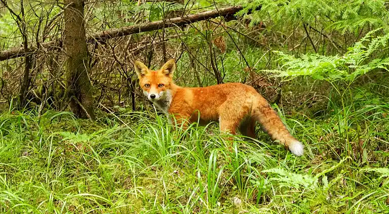 Sommerhus i Mullsjö V
