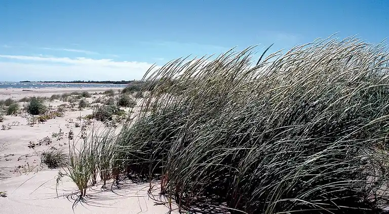 Apartment in Rosolina Mare