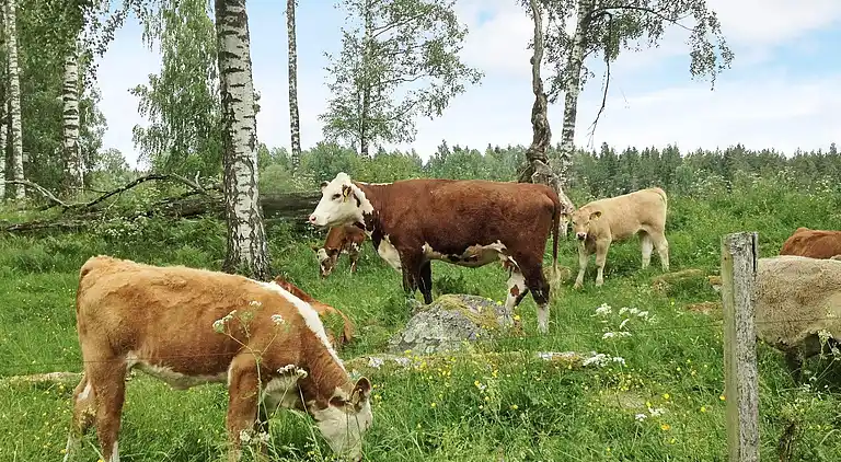 Holiday home in Rosendal