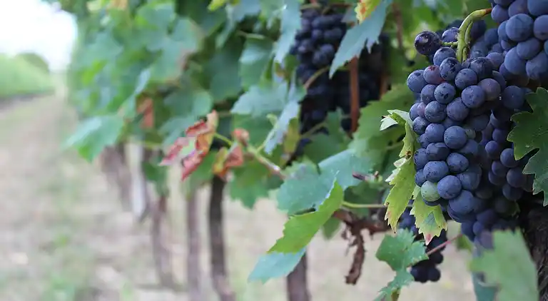 "Il Melograno" apartment 