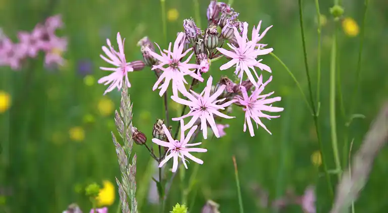 Farm house in Herrischried