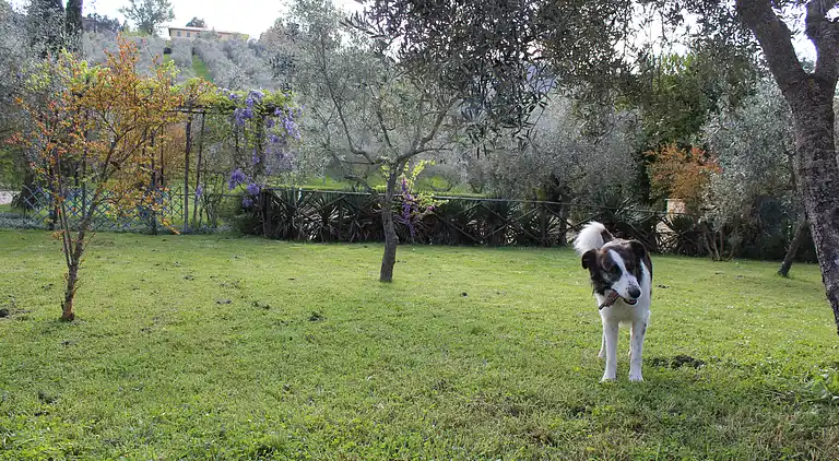 Apartamento "Il Glicine"