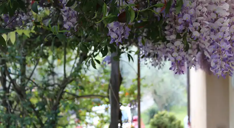 Apartamento "Il Glicine"