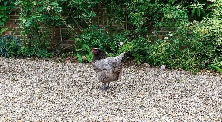 Ferienhaus in Bilsington