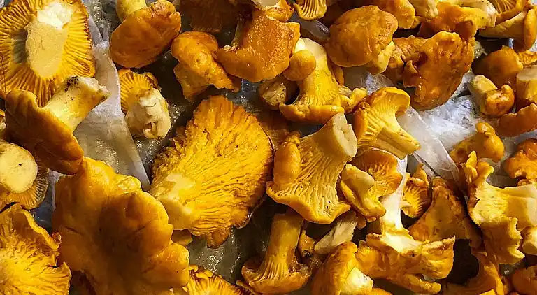 Holiday home in Örkelljunga N