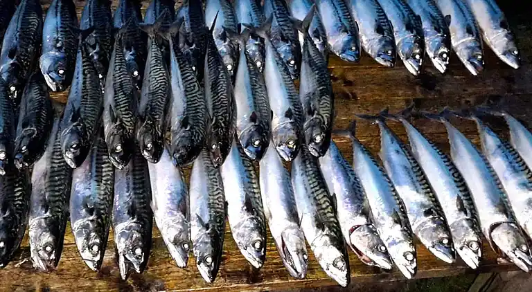 Holiday home in Sifjord