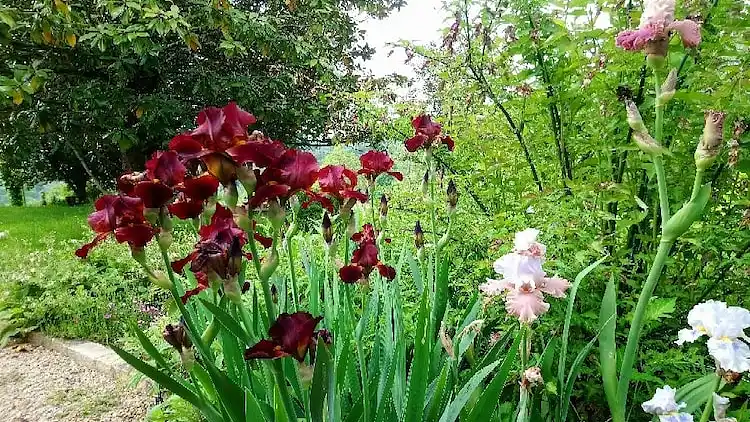 Hytte i Arnac-Pompadour