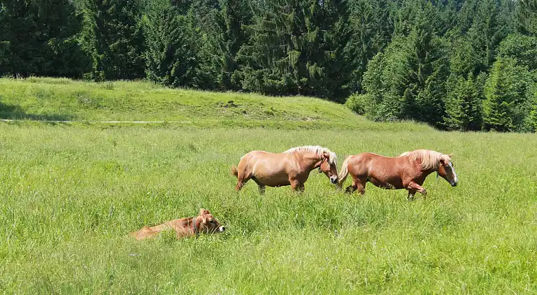Apartment in Trauchgau