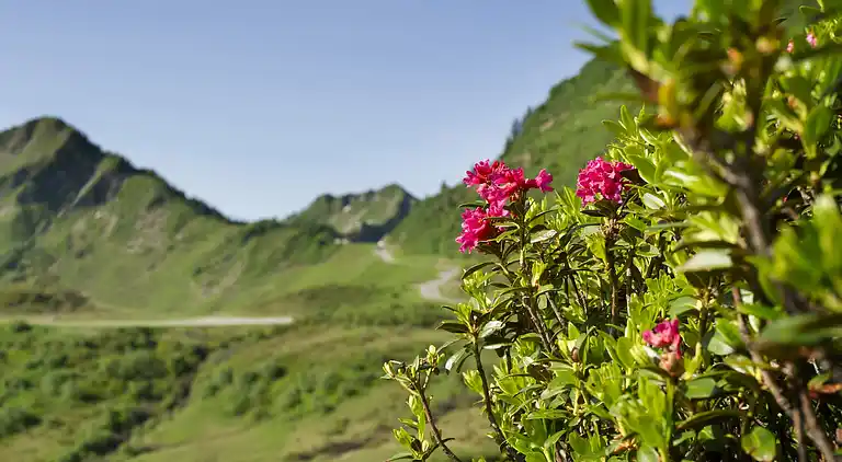 Apartment in Damüls