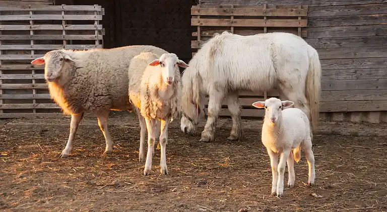 FIRST FLOOR ONE BEDROOM APARTMENT
