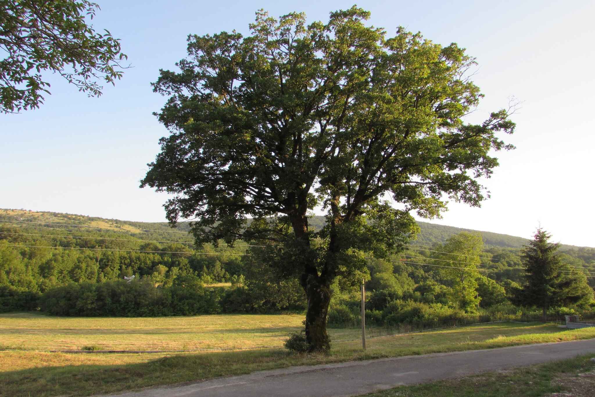 Large Image