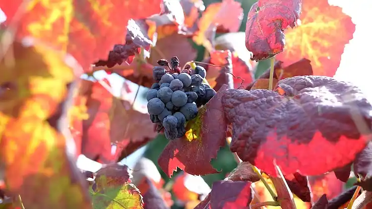 Mansione in Santa Cruz do Lima