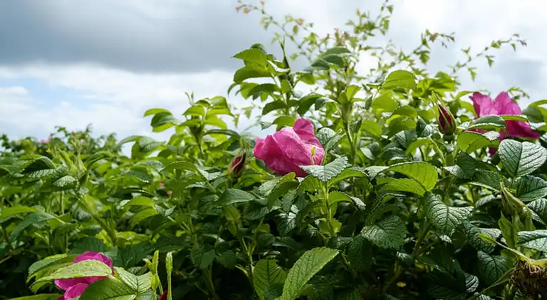 Sommerhus i Ebeltoft